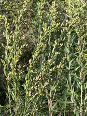 Solidago mexicana