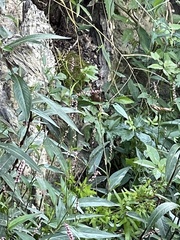 Persicaria glabra