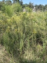 Solidago mexicana
