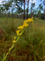 Solidago pulchra