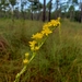 Solidago pulchra - Photo (c) Leeann McClure, algunos derechos reservados (CC BY-NC), subido por Leeann McClure