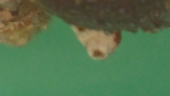 Halocynthia papillosa