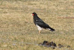 Daptrius megalopterus