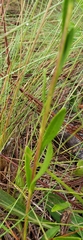 Solidago pulchra
