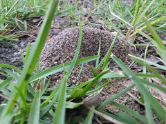 Pheidole obscurithorax