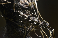Ondatra zibethicus