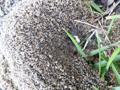 Pheidole obscurithorax