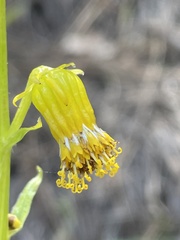 Senecio bigelovii