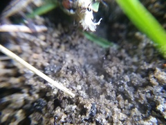Pheidole obscurithorax