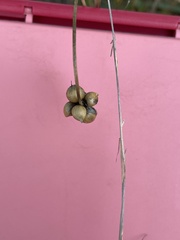 Allium vineale