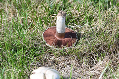 Agaricus moellerianus