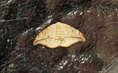 Drepana arcuata