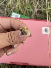 Allium vineale