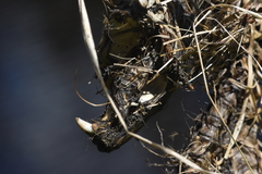 Ondatra zibethicus