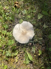 Agaricus sylvicola