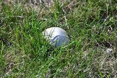 Agaricus moellerianus