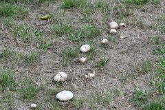 Agaricus moellerianus