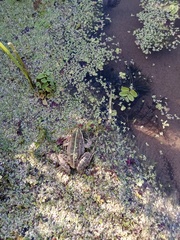 Pelophylax ridibundus