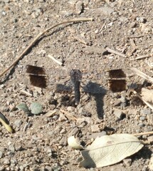 Brachythemis leucosticta