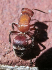 Timulla vagans