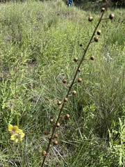 Verbascum blattaria