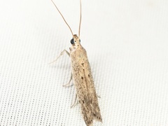 Homoeosoma electella