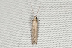 Homoeosoma electella