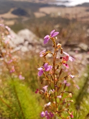 Stylidium laricifolium