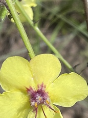 Verbascum blattaria
