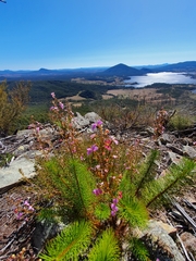 Stylidium laricifolium