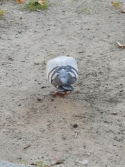 Columba livia domestica
