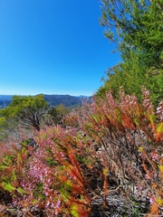 Stylidium laricifolium