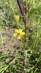 Verbascum blattaria