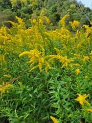 Solidago canadensis