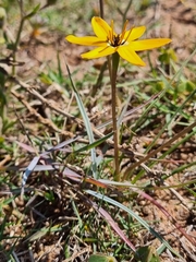 Pauridia linearis