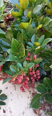 Paullinia trigonia