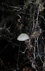 Hemimycena