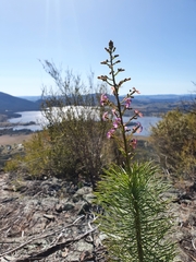 Stylidium laricifolium