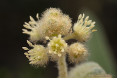 Crotoneae