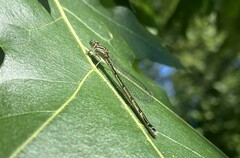 Zygoptera