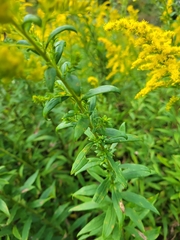 Solidago canadensis