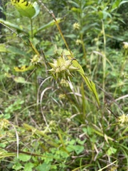 Carex grayi