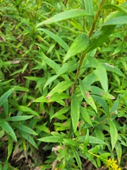 Solidago canadensis