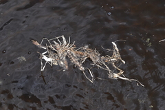 Ondatra zibethicus
