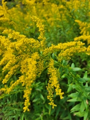 Solidago canadensis