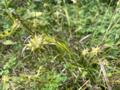 Carex grayi
