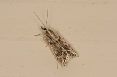 Scoparia ithyntis