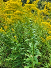 Solidago canadensis
