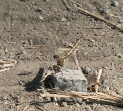 Brachythemis leucosticta