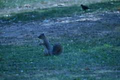 Sciurus